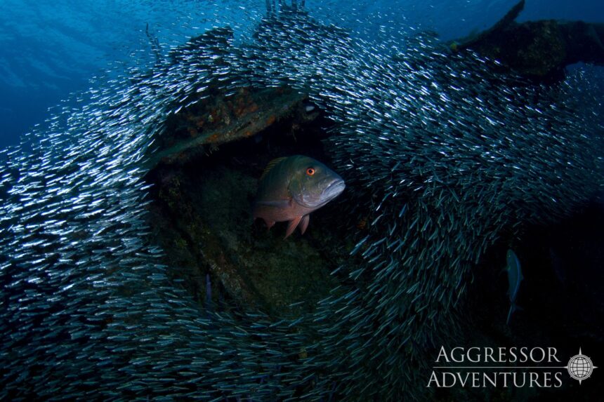 A grouper sheltering inside a wreck as a dense school of baitfish swirls around it