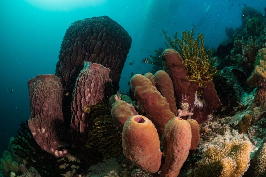Cluster of barrel and tube sponges with a feather star on a Raja Ampat reef