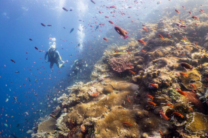 Diver swimming past a colorful reef crowded with anthias near the Emperor Raja Laut's dive sites