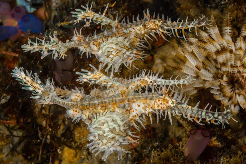 Ornate ghost pipefish camouflaged against a reef in Raja Ampat