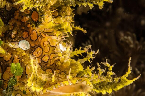 Close-up of a yellow harlequin ghost pipefish on encrusted coral