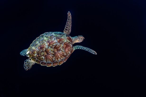 Green sea turtle swimming against a dark background