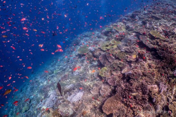 close-up of a healthy coral reef with schools of orange anthias fish in Indonesia
