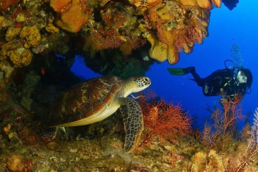 Green sea turtle swimming beside a coral-encrusted reef wall as a diver looks on