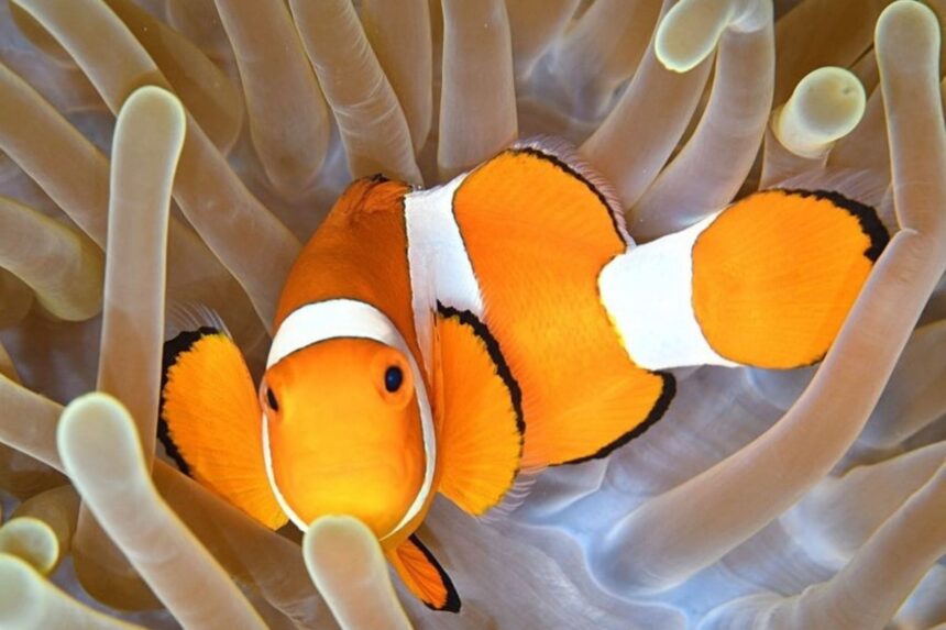 Clownfish nestled among the tentacles of a sea anemone