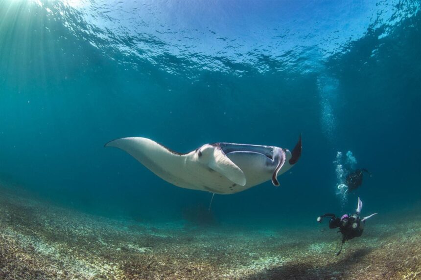 Manta ray swimming near the surface as a diver's bubbles rise beside it