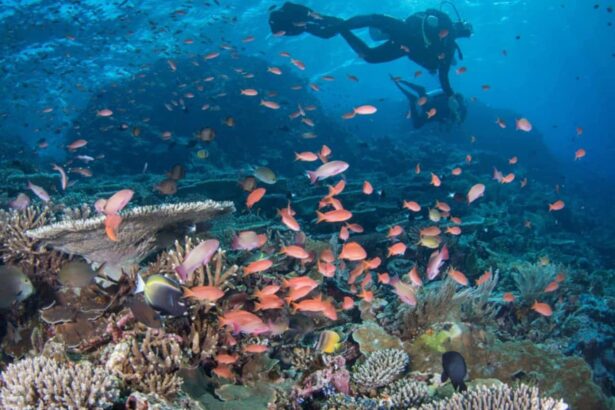 Diver swimming above a coral reef crowded with orange anthias
