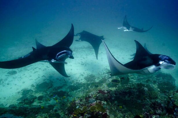 school of manta rays gliding over a reef in Raja Ampat
