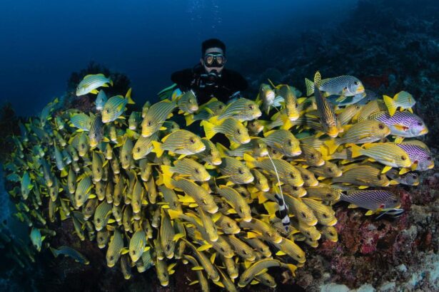 Diver observing a dense school of yellow sweetlips schooling over a reef