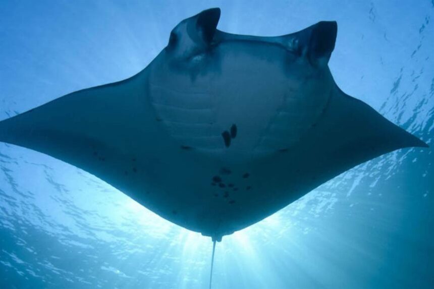 manta ray seen from below with sunlight streaming through the water