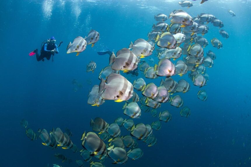 diver swimming beside a large school of batfish in Indonesia