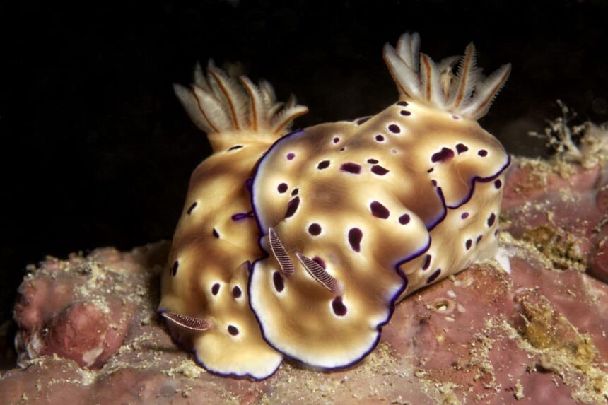 colorful nudibranch resting on a reef