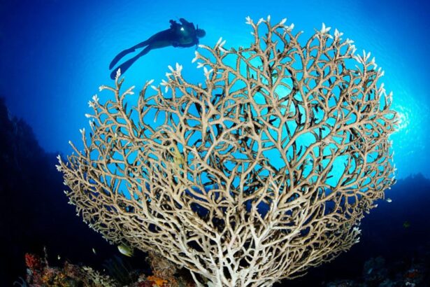 diver hovering above a large black coral tree