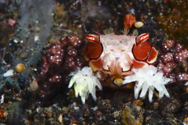 close-up of a colorful crab camouflaged among coral polyps