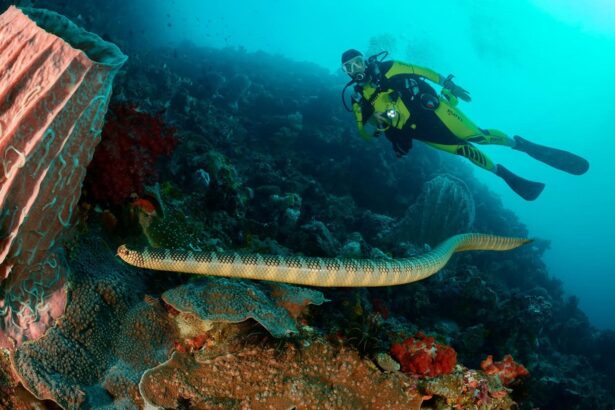 diver observing a sea snake along the reef