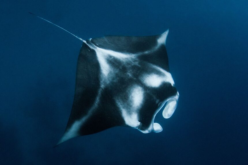manta ray gliding through open water near Palau