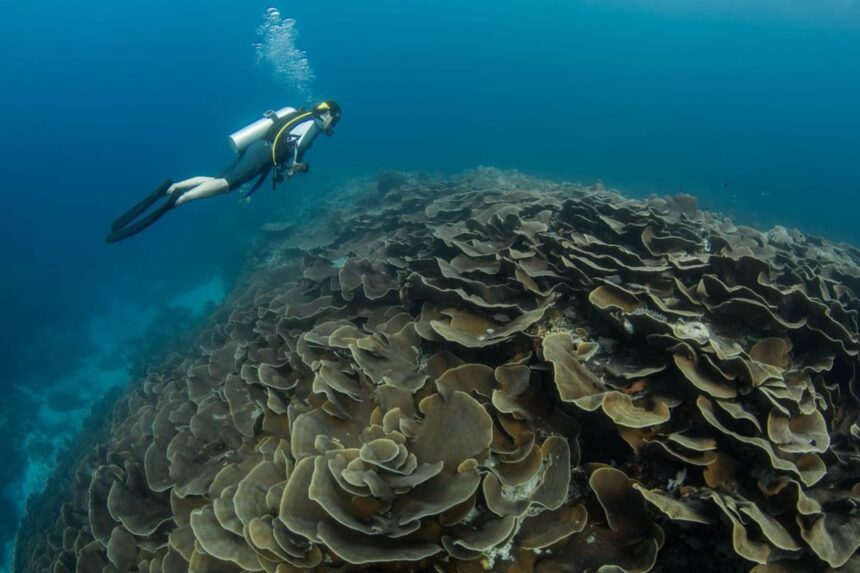 diver exploring a dense cabbage coral reef