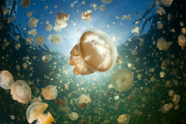 swarm of golden jellyfish filling the water in Palau's Jellyfish Lake