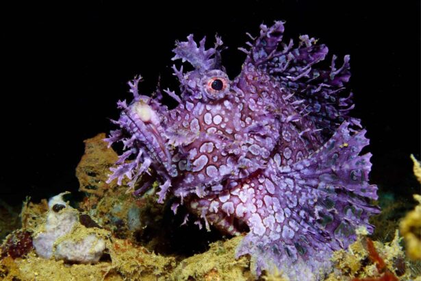 close-up of a purple rhinopias camouflaged on the reef