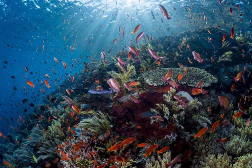 reef alive with orange anthias fish under streaming sunlight