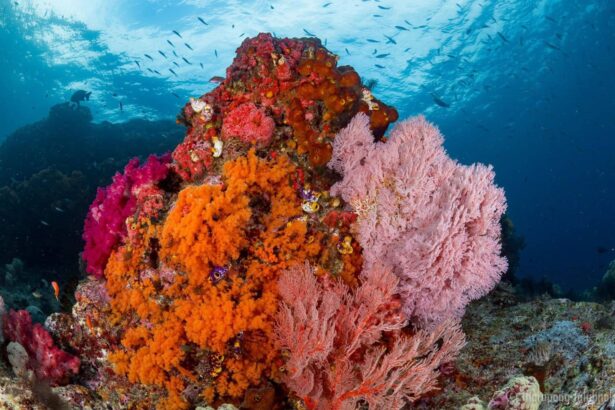 vibrant orange and pink soft corals cover a reef wall