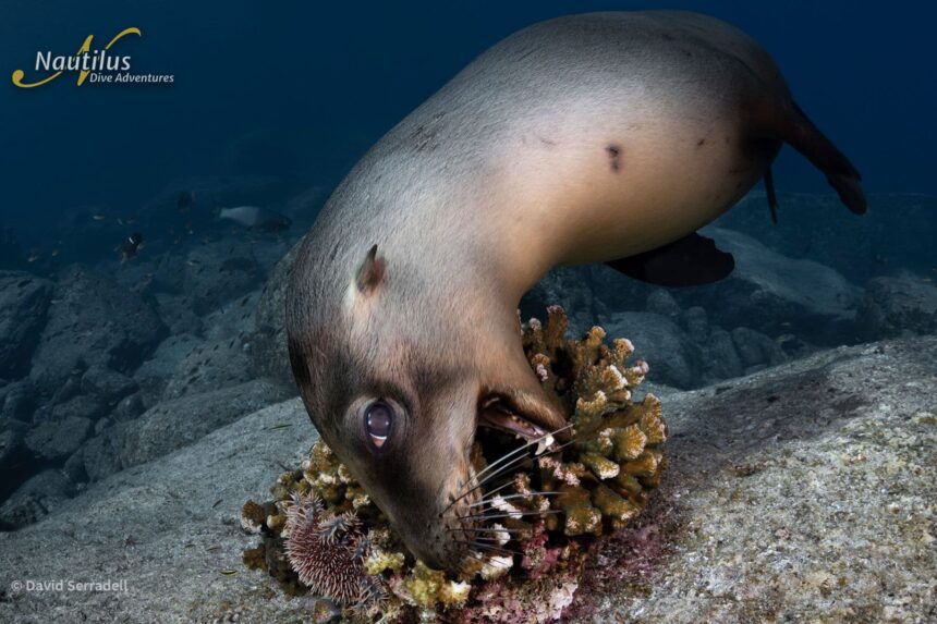 A sea lion nuzzling into a coral outcrop underwater