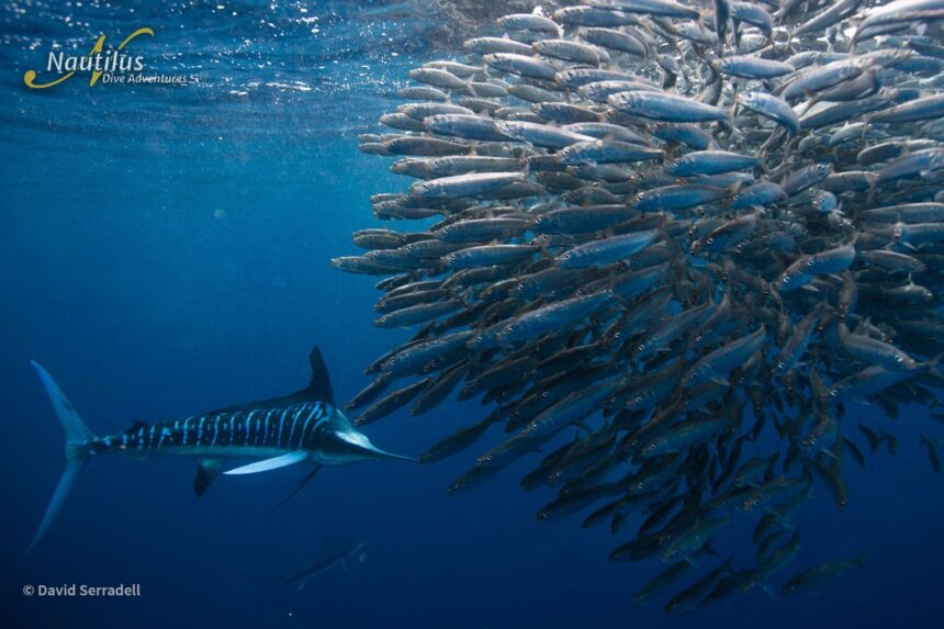 A striped marlin approaching a tight bait ball of sardines underwater