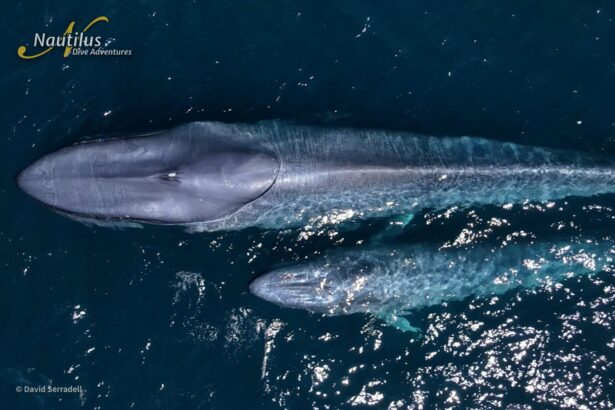 Aerial view of two blue whales surfacing side by side in open ocean