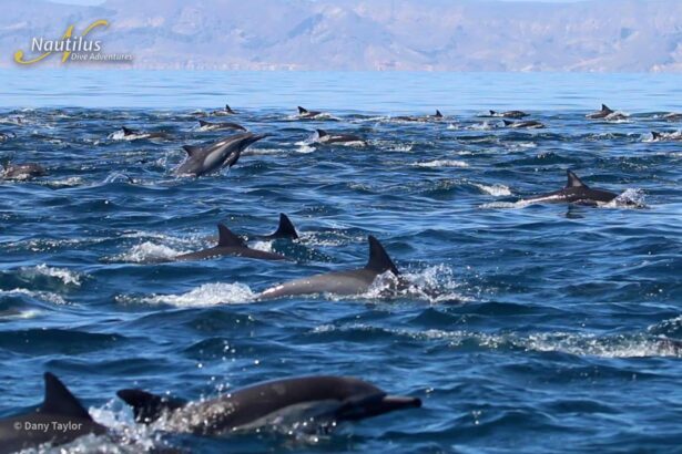 A large pod of common dolphins leaping and swimming near the surface