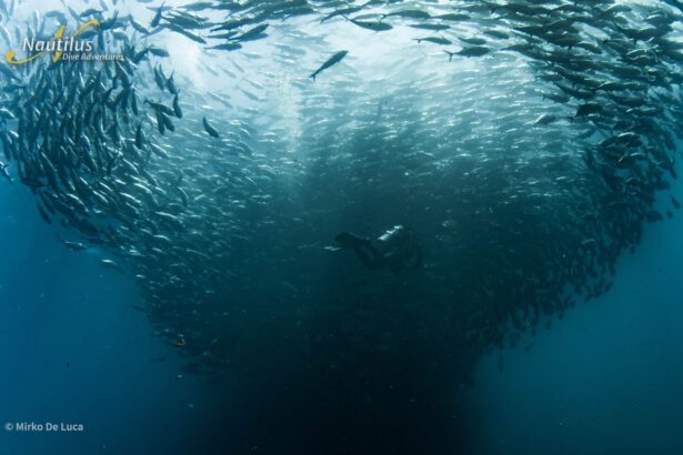 A diver silhouetted beneath a dense school of baitfish swirling near the surface