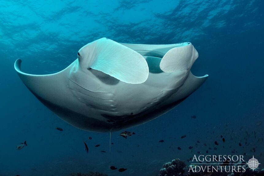 A large manta ray glides through blue water near Raja Ampat