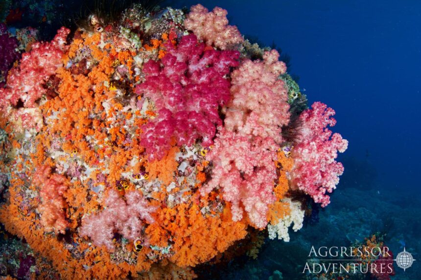 Orange and pink soft coral bommie thriving on a Raja Ampat reef