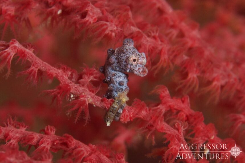 A pygmy seahorse clings to a red sea fan in Raja Ampat