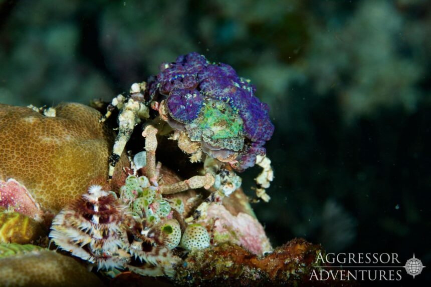 A decorated crab covered in purple sponge camouflages among coral rubble
