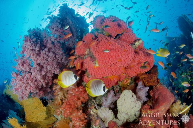 Butterflyfish swim past pink soft coral and a red sponge on a Raja Ampat reef