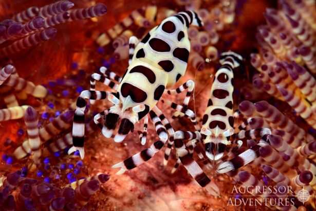 A pair of coleman shrimp perched on a fire urchin near Raja Ampat