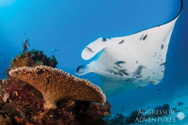 A manta ray swims past coral near a diver photographing it in Raja Ampat