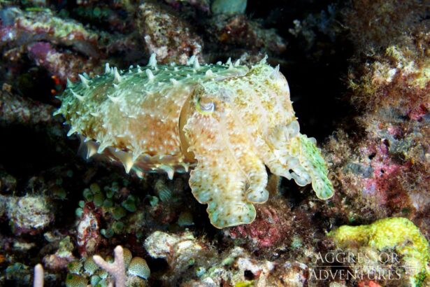 A camouflaged cuttlefish rests on the reef near Raja Ampat