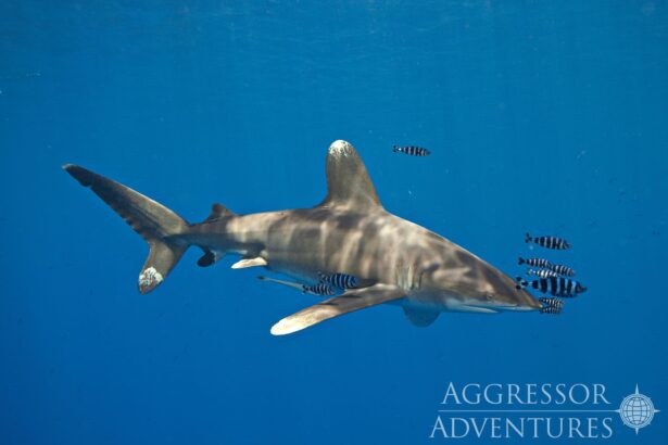 An oceanic whitetip shark swims through blue water with pilot fish in the Red Sea