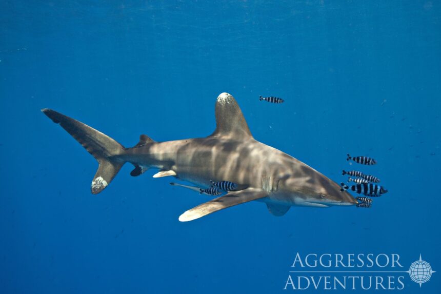 An oceanic whitetip shark swims through blue water with pilot fish in the Red Sea