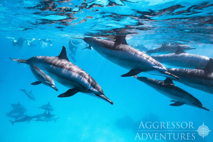 A pod of dolphins swims together near the surface in the Red Sea