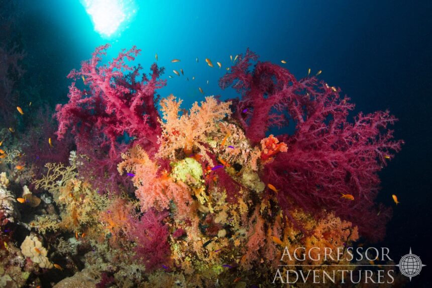 Vibrant red and orange soft coral bommie glowing under natural light in the Red Sea