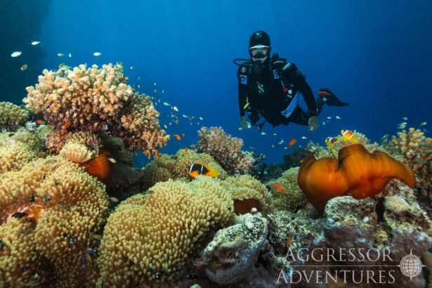 A diver explores an anemone and coral garden alongside clownfish in the Red Sea