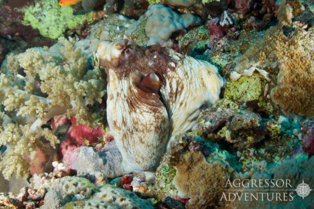 An octopus blends into coral rubble on a Red Sea reef