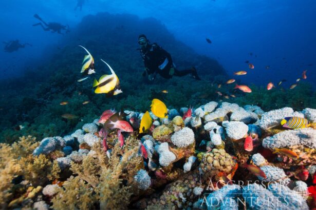 A diver hovers near a reef as a school of fish gathers among the coral in the Red Sea