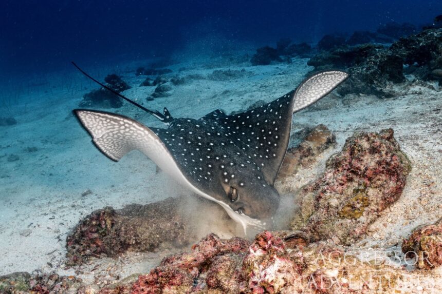 A spotted eagle ray forages along the sandy seafloor near coral rubble