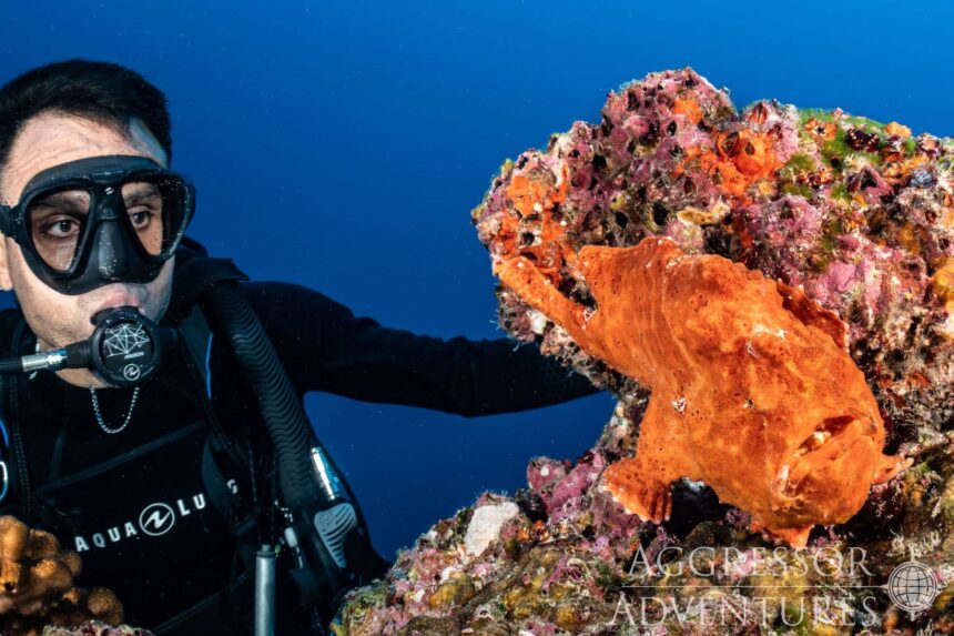 A diver comes face to face with a camouflaged frogfish on a coral outcrop