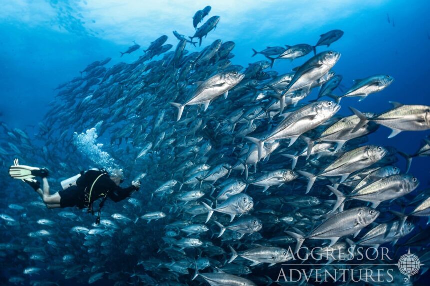 A diver photographs a dense school of tuna swirling in blue water