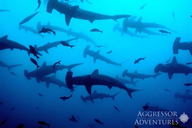 School of hammerhead sharks swimming in the blue waters off Cocos Island
