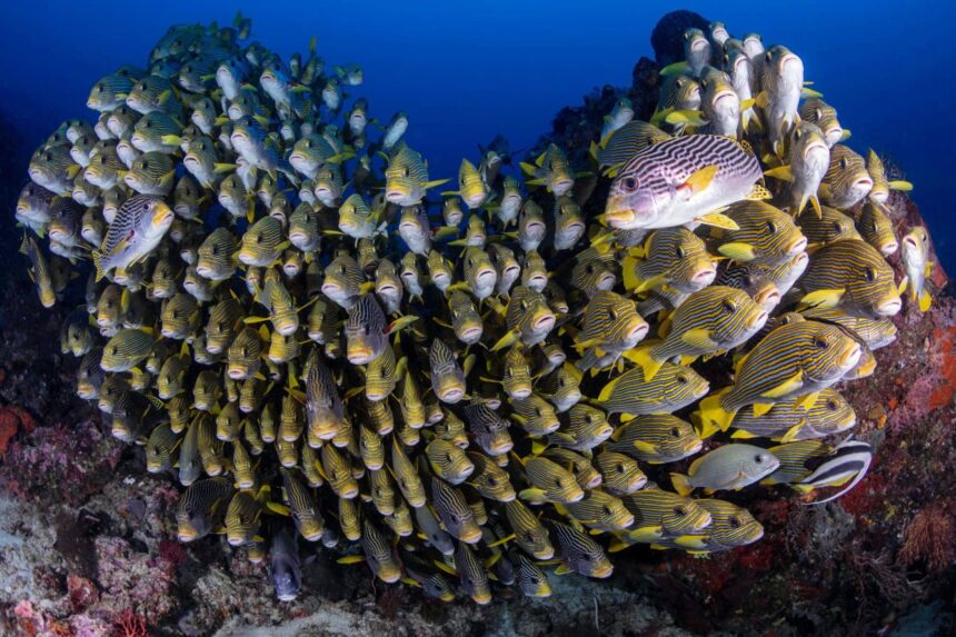 Dense school of sweetlips clustered together on a reef